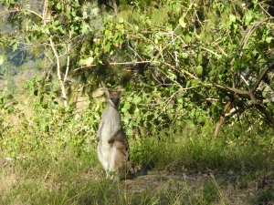 A wallaby in Australia.